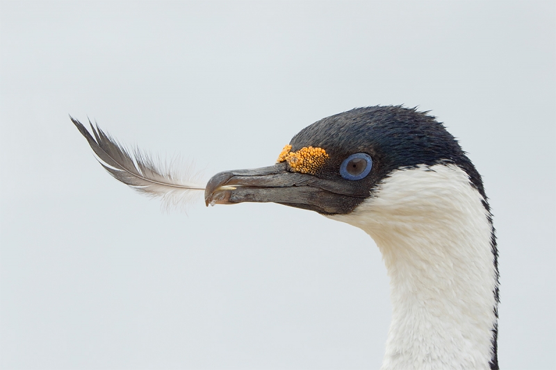 Blue-eyed-Shag-A-with-feather-_Y8A7957--Jougla-Point,-Antarctica