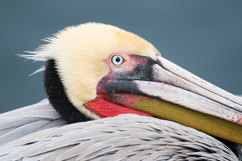 Brown-Pelican--ORIG-XT-2-w-1-4X-TC-Layers_DSF1303-La-Jolla,-CA