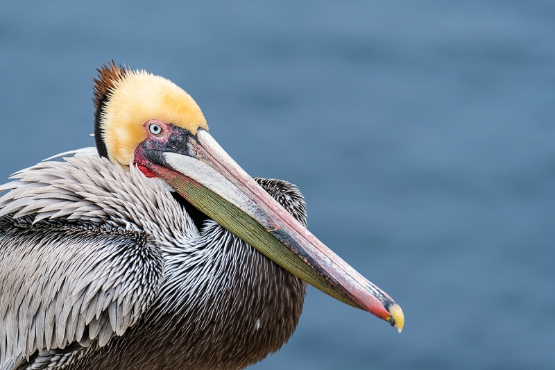 Brown-Pelican-Pacific-race-breeding-plumage-_DSF1292-La-Jolla,-CA