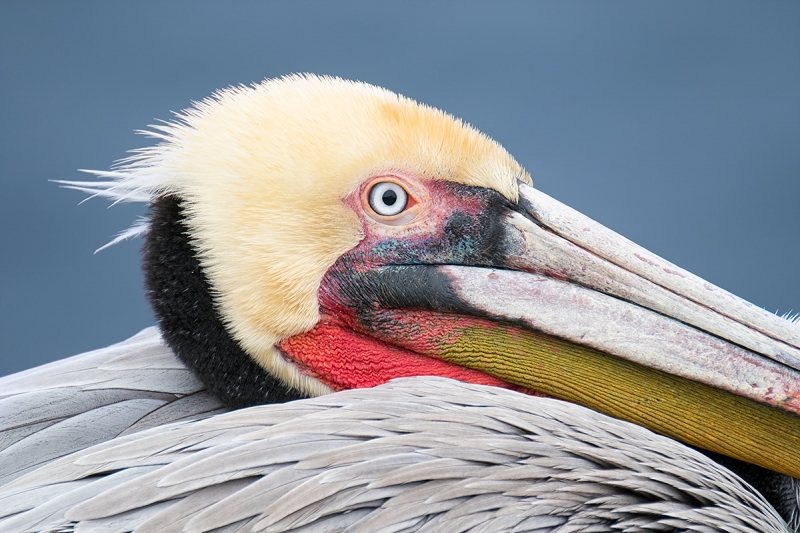 Brown-Pelican-XT-2-w-1-4X-TC-Layers_DSF1303-La-Jolla,-CA