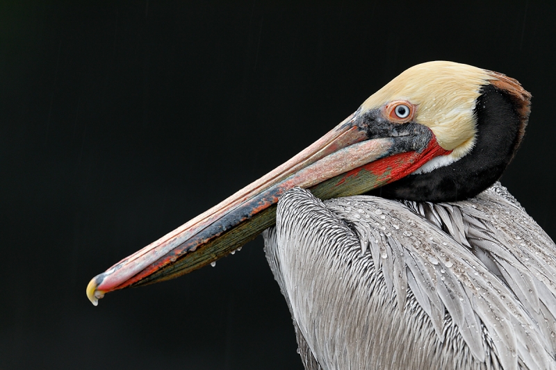 Brown-Pelican-breeding-plumage-in-rain-_W5A8982-La-Jolla,-CA