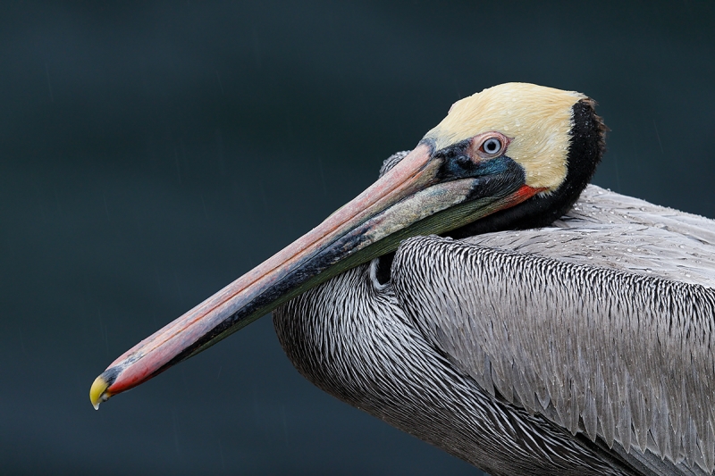 Brown-Pelican-in-rain-_W5A8964-La-Jolla,-CA