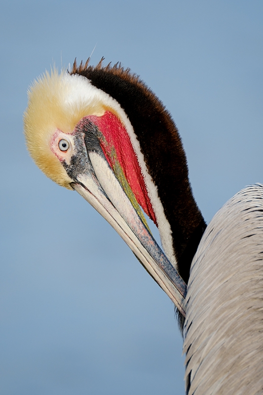 Brown-Pelican-preening-XT-2-_DSF1823-La-Jolla,-CA