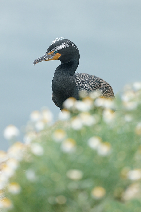 Double-crested-Coromorant-II-in-daisies-_T0A9888-La-Jolla,-CA