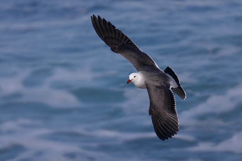 Heerman\'s-Gull-flight-dorsal-view-_P3A3013-La-Jolla,-CA