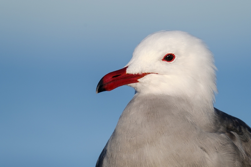 Heerman\'s-Gull-head-&-neck-portrait-_DSF2554-La-Jolla,-CA