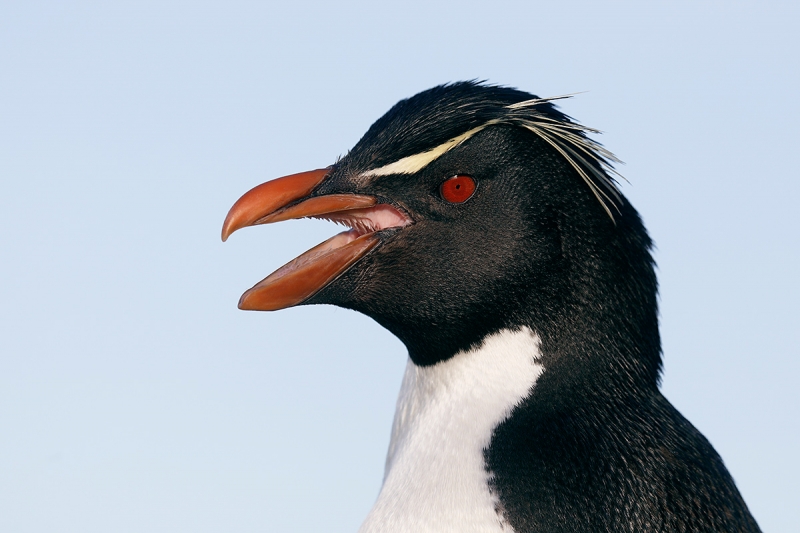 Rockhopper-Penguin_P3A7572-Saunders-Island--The-Neck,-The-Falklands