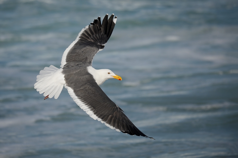 Western-Gull-adult-dorsal-view-flight-_P3A2130-La-Jolla,-CA