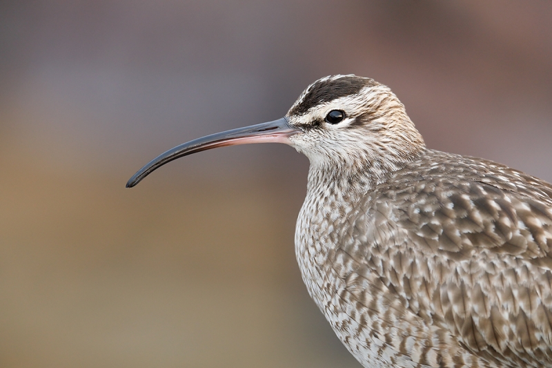 Whimbrel-A-low-light-head-portrait-_W5A4396-La-Shores-Beach,-CA