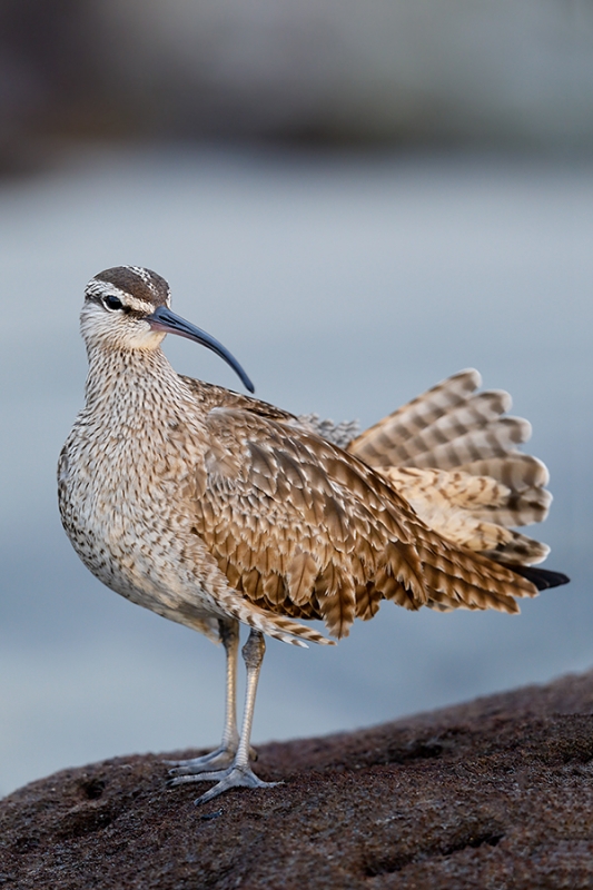 Whimbrel-A-with-tail-fanned-_W5A4403-La-Shores-Beach,-CA