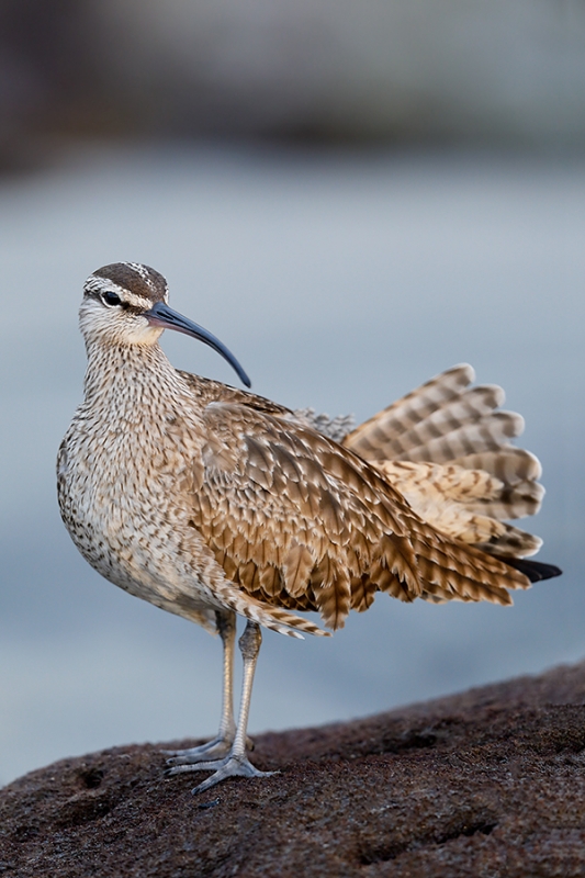 Whimbrel-A-with-tail-fanned-_W5A4403-La-Shores-Beach,-CA
