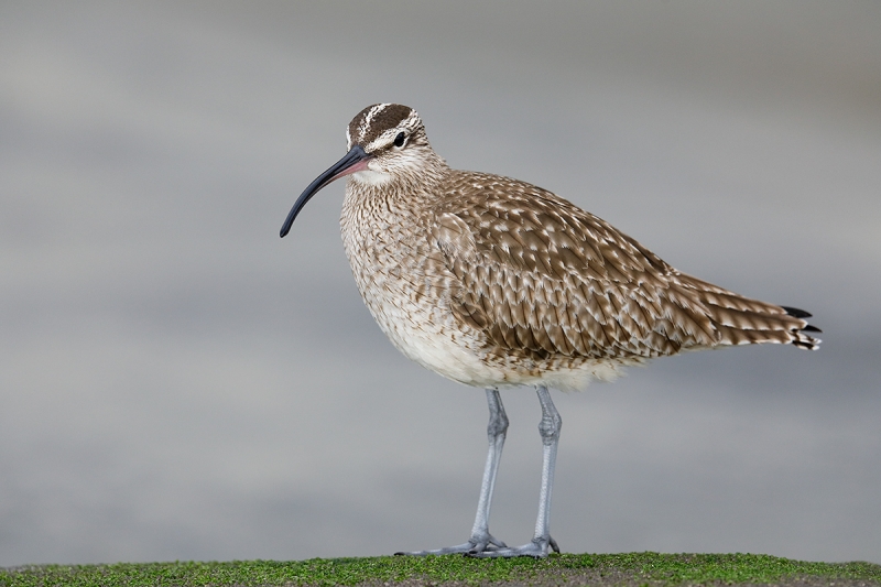 Whimbrel-A_W5A4233-La-Shores-Beach,-CA