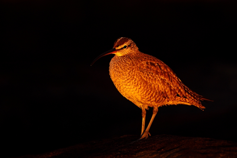 Whimbrel-in-last-light_W5A4443-La-Shores-Beach,-CA