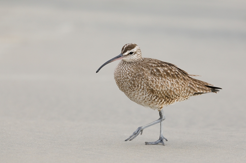 Whimbrel-striding-A-_W5A4326-La-Shores-Beach,-CA