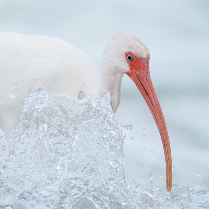 White-Ibis-3200-tight-square-with-wave-_A1G9582-Fort-DeSoto-Park-FL-Enhanced-NR