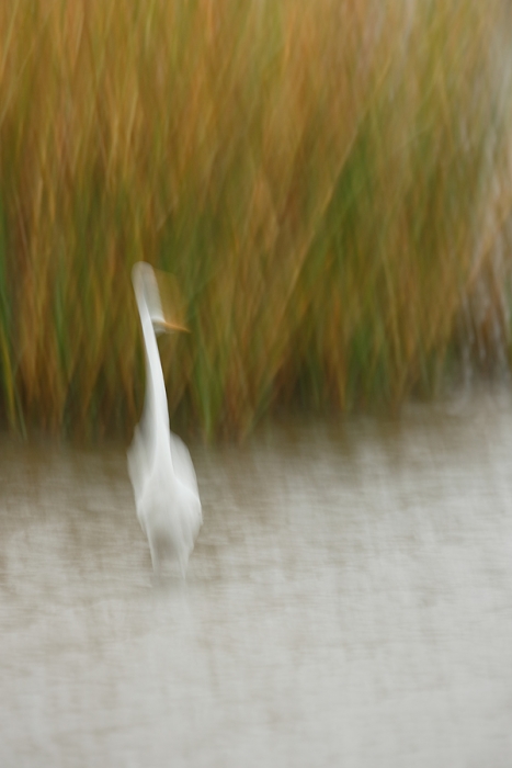 _y7o2205-huntington-beach-state-park-sc