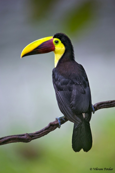 a-a-a-a-toucan-impr