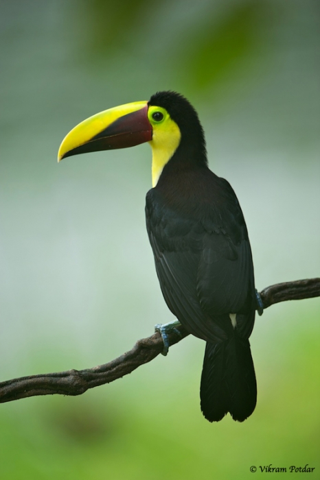 a-a-a-a-toucan