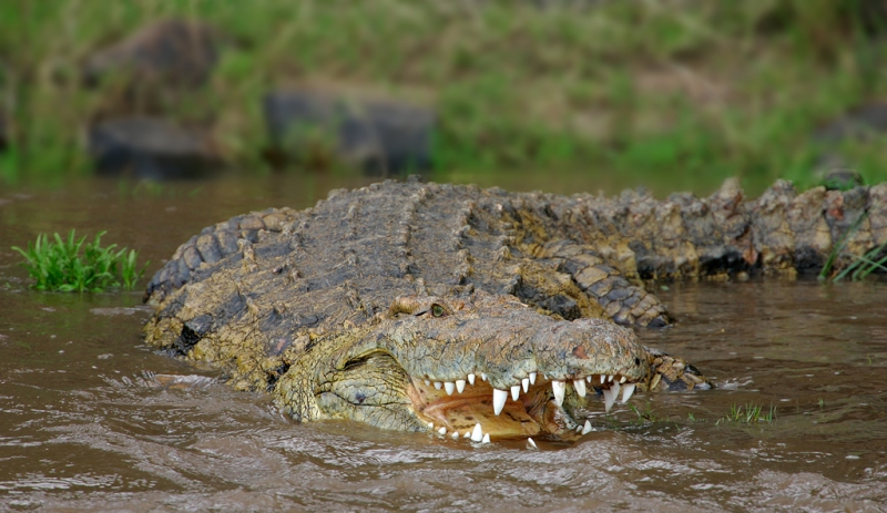 african-crocodile-in-river-_h2d5342-maasai-mara-kenya