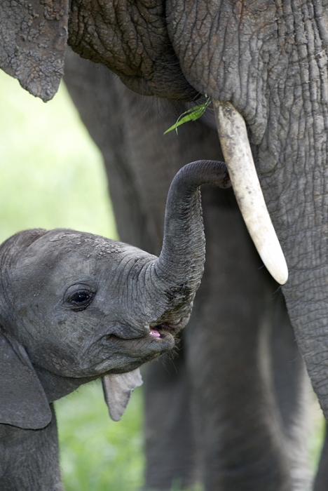 african-elephant-and-mother-tanz-123f0293