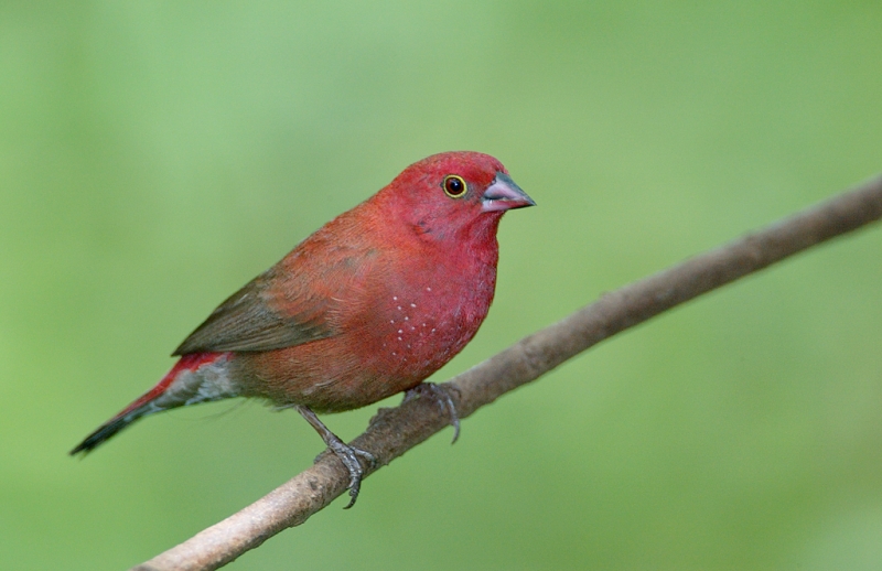 african-firefinch-tanz-123f0857