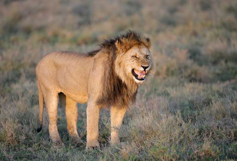 african-lion-black-maned-sniff-snarling-_l8x9606-ndutu-tanzania