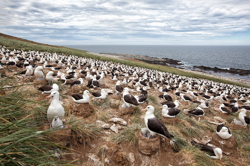 black-browed-albatorss-colony-_mg_0279-steeple-jason-island-falkland-islands