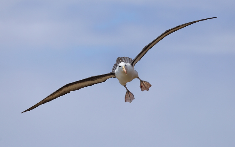 black-browed-albatross-landing-_p3a6905-saunders-island-the-neck-the-falklands