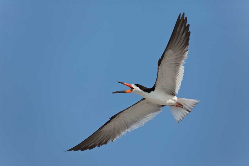 black-skimmer-screaming-during-aerial-battle-_a1c7891-nickerson-beach-long-island-ny