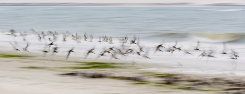 black-skimmers-1400-pano-beach-blur-_w3c9913-nickerson-beach-long-island-ny