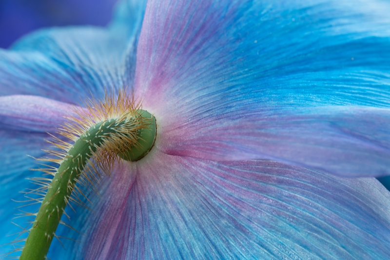 blue-himalayan-poppies