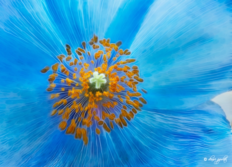 blue-poppy-fractalius