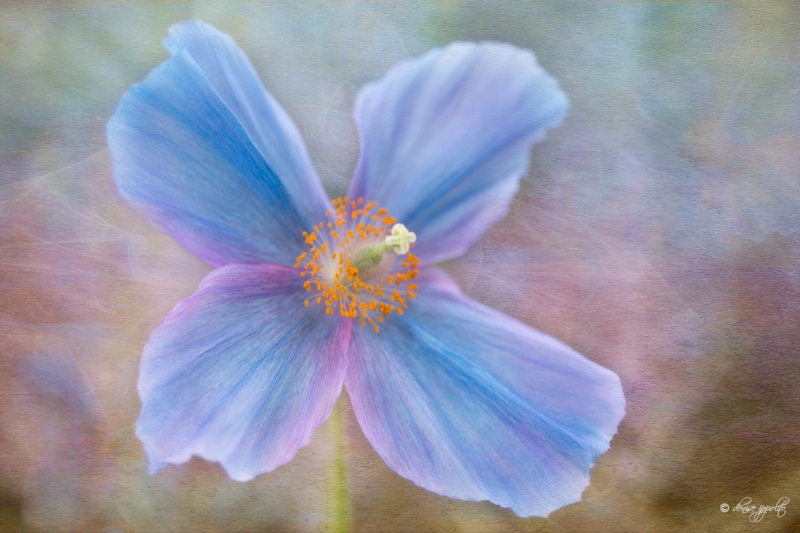 blue-poppy