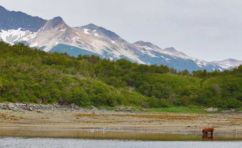 brown-bear-clamming-in-habitat-hdr-art-vivid-_a1c2307-geographic-harbor-katmai-national-park-ak