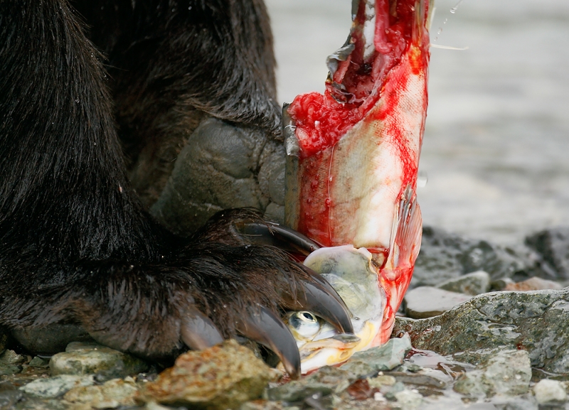 brown-bear-w-pink-salmon-lighter-tight-on-claws-_e0w4949-geographic-harbor-katmai-national-park-ak