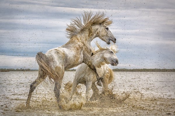 camargue-3