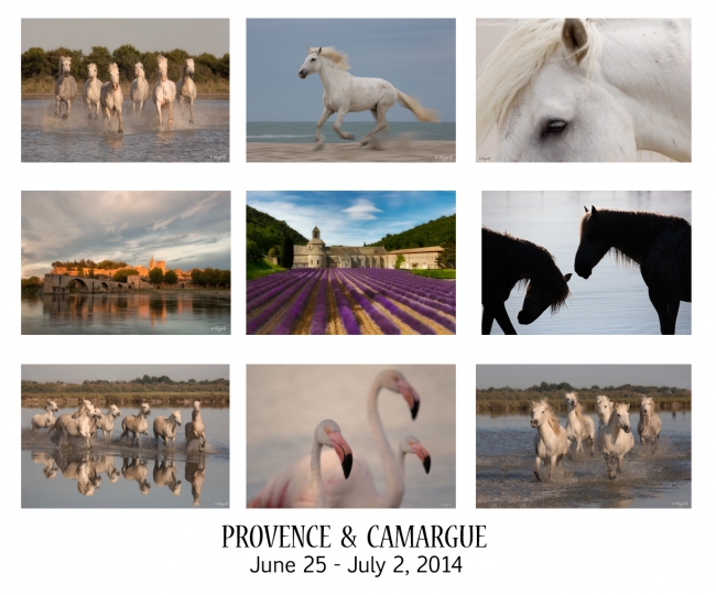 camargue-card