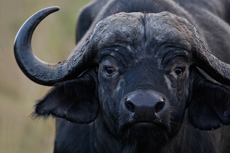 cape-buffalo-3-4-face-portrait-_v5w4662keekorok-lodge-maasai-mara-kenya
