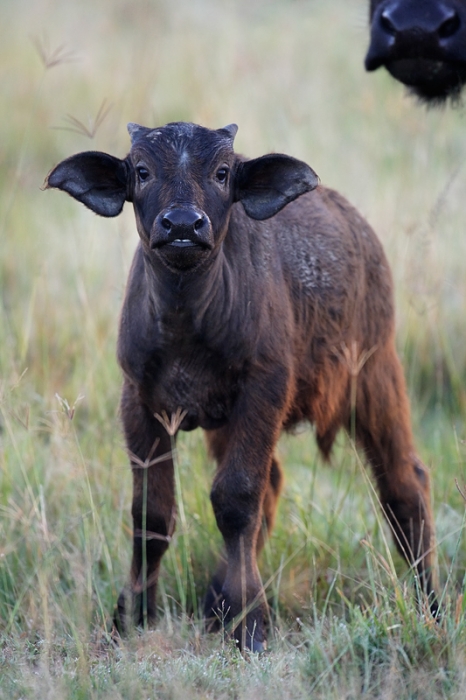 cape-buffalo-calf-facing-vertical-_v5w0185-nakuru-national-park-kenya