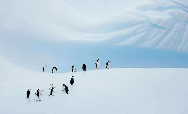 chinstrap-penguin-group-on-blue-iceberg-_b2e8650-coronation-island-south-orkney-islands_0