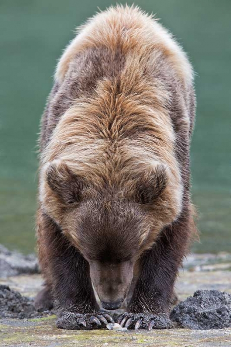 coastal-brown-bear-clamming-vert-_a1c6454-geographic-harbor-katmai-national-park-ak