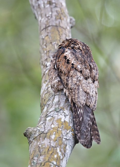 common-potoo-_w3c7989-caroni-swamp-trinidad