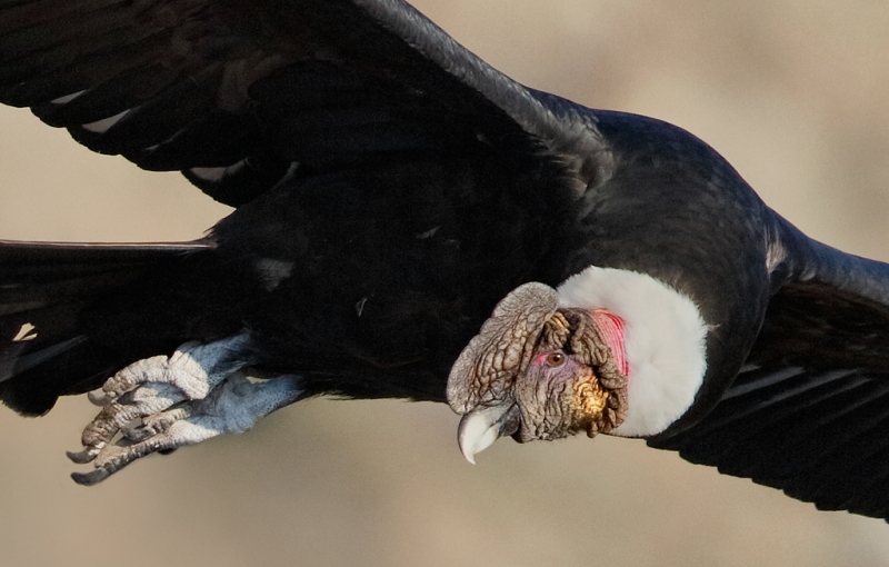 condor-looking-down-100-percent-crop-_a1c8868-farellones-los-andes-chile