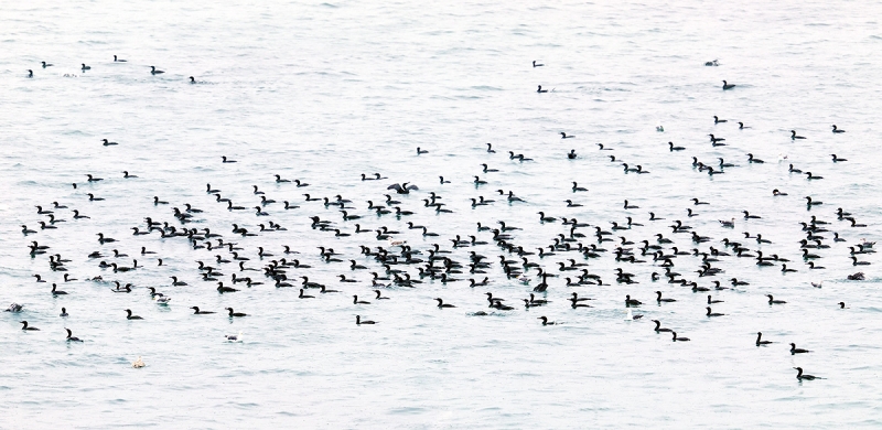 cormorant-&-gull-feeding-spree-_W5A8974-La-Jolla,-CA