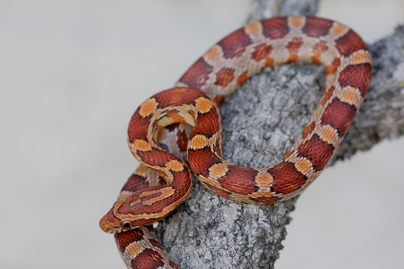 corn-snake-baby-captive-posed-_e0w8004-little-estero-lagoon-ft-myers-bch-fl