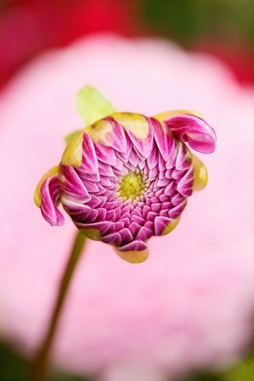 dahlia-bud-set-against-flower-_a1c1225-swan-island-dahlia-farm-canby-or