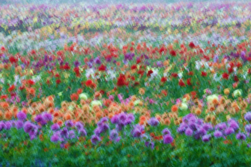 dahlia-field-wind-blur-15-sec-at-f-45-final-_a1c0991-swan-island-dahlia-farm-canby-or