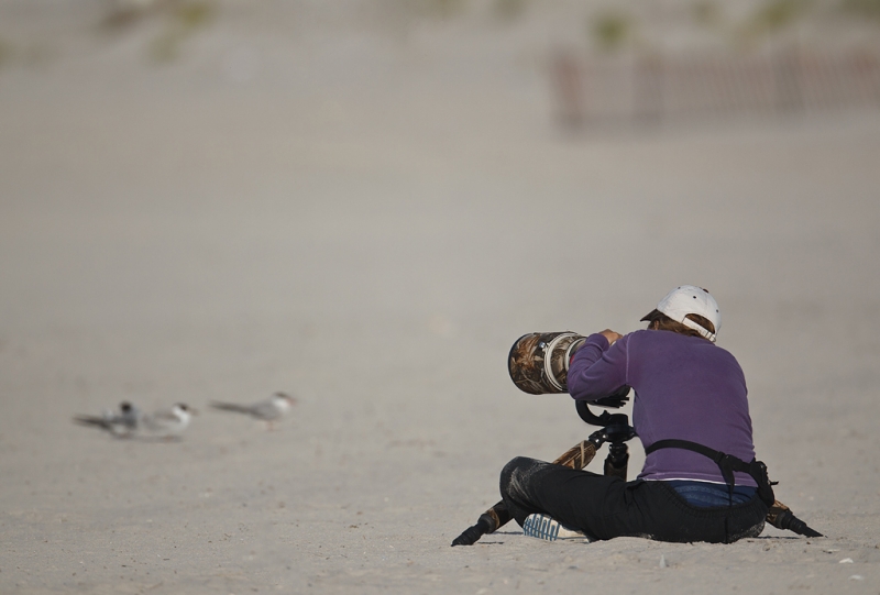 denise-photographing-terns-_w3c7362-nickerson-beach-long-island-ny