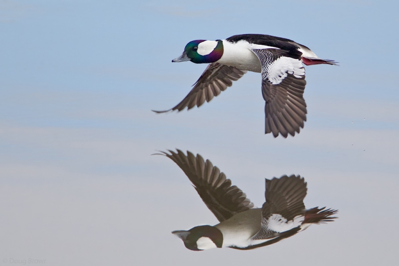 doug-brown-bufflehead