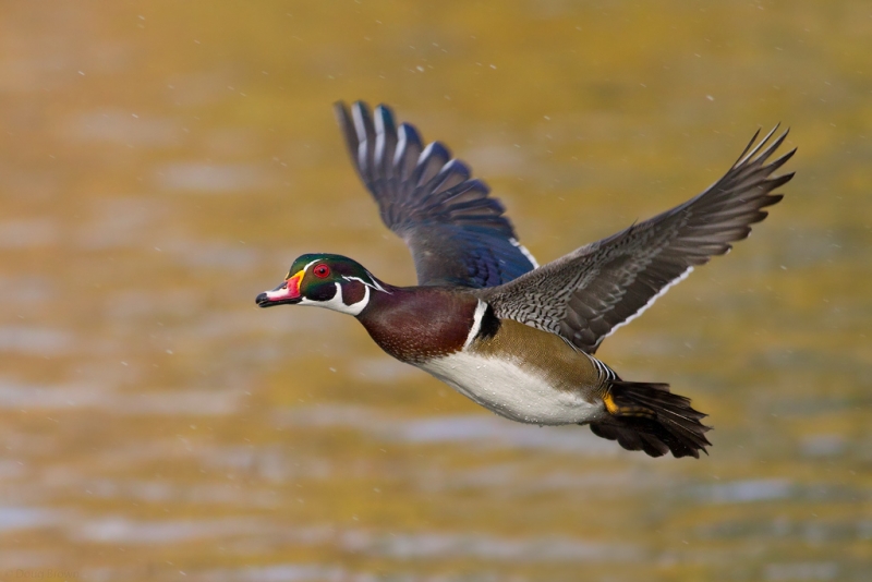 doug-brown-wood-duck